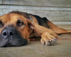 Can Dogs Catch Colds — And Can You Give Yours One?