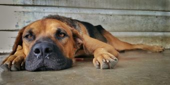 Can Dogs Catch Colds — And Can You Give Yours One?