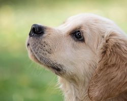 Vet-Approved Flea & Tick Solutions To Keep Your Dog Protected All Season