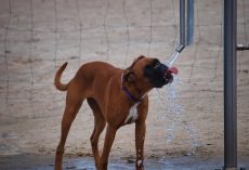 Dehydration in Dogs: Common Causes, Warning Signs, and When to Call the Vet