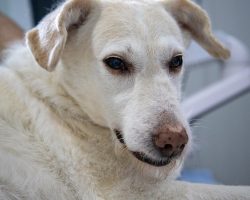 Can Dogs Get Lyme Disease? What Pet Parents Need to Know