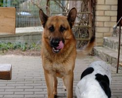 What To Do If Your Dog Eats Too Fast (And How To Slow Her Down)
