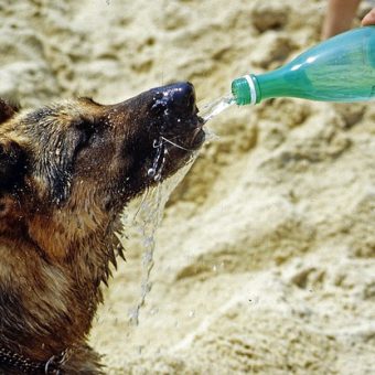 Heat Exhaustion in Dogs: Warning Signs, Causes, and How to Prevent It