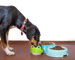 Wet vs. Dry Dog Food: How to Decide What’s Best for Your Pup