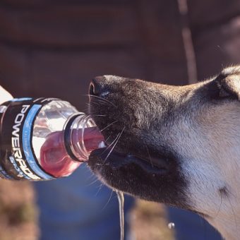 4 Best Dog Water Bottles to Keep Your Pup Hydrated Anywhere