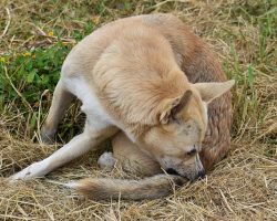 Tick Prevention for Dogs: 6 Effective Ways to Keep Ticks Away