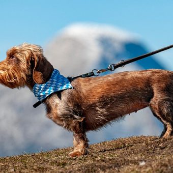 The 10 Best Dog Leashes (Trainer-Approved) & How To Choose the Right One