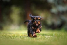 Help! My Dog Keeps Running Away — Why It Happens And How To Stop It