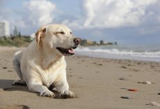 Can Dogs Drink Ocean Water? Here’s Why It’s Not a Good Idea