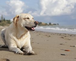 Can Dogs Drink Ocean Water? Here’s Why It’s Not a Good Idea