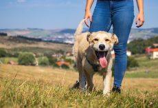 Hiking With Your Dog: Safety Tips, Training, and Trail Prep