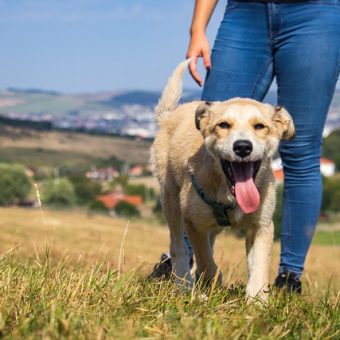 Hiking With Your Dog: Safety Tips, Training, and Trail Prep