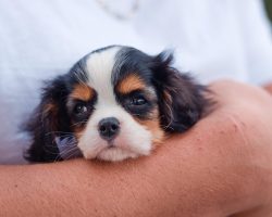 Microchipping Your Pet: How It Works — And Why It’s Absolutely Worth It