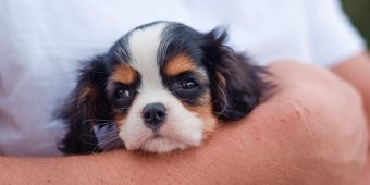 Microchipping Your Pet: How It Works — And Why It’s Absolutely Worth It