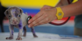 What Is a Fear Free Vet — And Why It Can Totally Change Your Pet’s Vet Experience