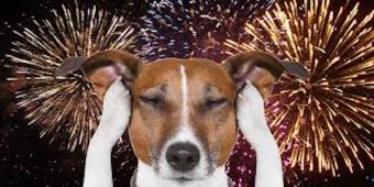 Fireworks & Your Dog: 10 Vet-Backed Ways to Help Your Pup Stay Calm