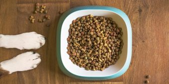 Is Grain-Free Dog Food Actually Bad for Dogs? What Vets Want You to Know