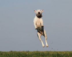 How to Stop Your Dog From Jumping (Without Stressing You Both Out)