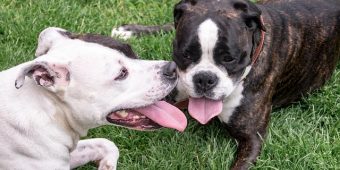 13 Reasons Dogs Pant — And When You Should Worry