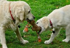 9 Must-Have Outdoor Dog Toys for Backyard Fun All Summer Long