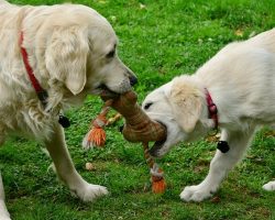 9 Must-Have Outdoor Dog Toys for Backyard Fun All Summer Long