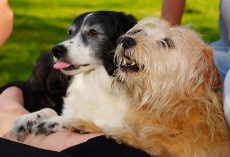 How to Teach Your Dog to Stop Begging at the Table