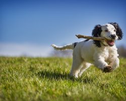 Teaching Your Dog to Fetch: A Fun, Simple Guide for Every Pup