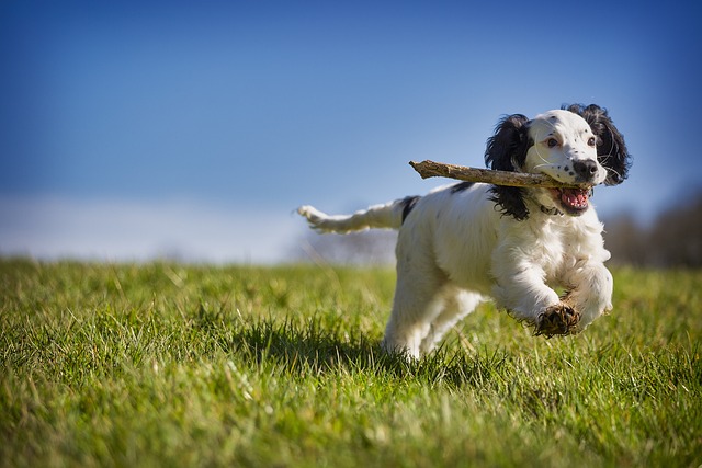 Teaching Your Dog to Fetch: A Fun, Simple Guide for Every Pup