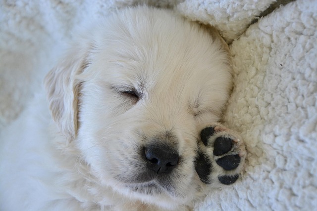 The Real Secret to Getting Your Puppy to Sleep Through the Night