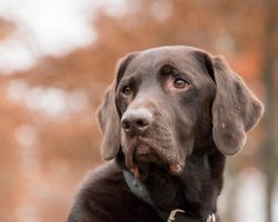 Heartworm Disease in Dogs: What It Is, How It’s Treated, and How To Prevent It