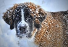 How Cold Is Too Cold for Dogs? What All Dog Parents Need To Know