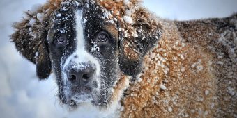 How Cold Is Too Cold for Dogs? What All Dog Parents Need To Know