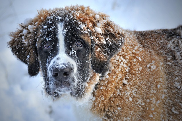 How Cold Is Too Cold for Dogs? What All Dog Parents Need To Know