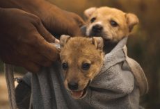 Kennel Cough in Dogs: What It Is, What Causes It, and How to Spot the Symptoms