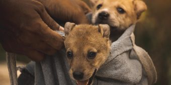 Kennel Cough in Dogs: What It Is, What Causes It, and How to Spot the Symptoms