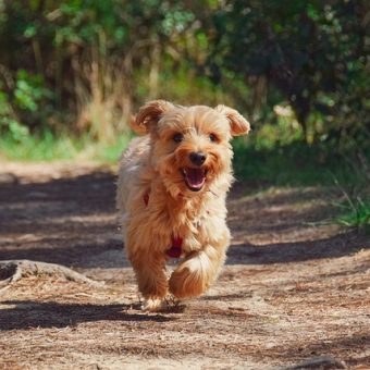 How To Find a Lost Dog: The Steps That Give You the Best Chance of Bringing Him Home