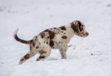 Puppy Peeing a Lot? Here’s What’s Normal — and When You Should Worry