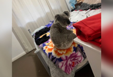 Dogs Start Barking — And Homeowners Discover A Frightened Koala On Their Bed