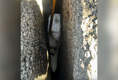 Firefighters Use Specialized Tools To Rescue Tiny Puppy Stuck Between Massive Boulders