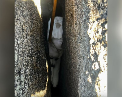 Firefighters Use Specialized Tools To Rescue Tiny Puppy Stuck Between Massive Boulders