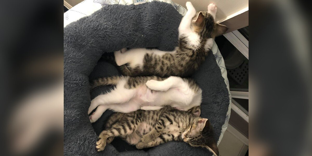 Foster Kitten’s Nap Turns Into A Perfectly Spooky Optical Illusion