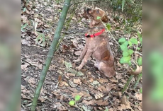 Kids Follow Whimpers Into The Woods — And Discover A Scared Dog Chained To A Tree
