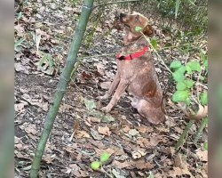 Kids Follow Whimpers Into The Woods — And Discover A Scared Dog Chained To A Tree