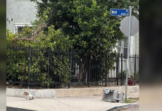 Loyal Dog Waits On The Same Street Corner For Months After Being Left Behind