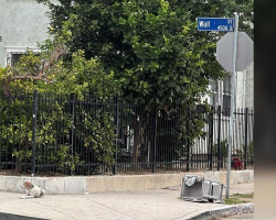 Loyal Dog Waits On The Same Street Corner For Months After Being Left Behind