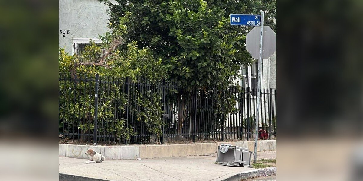 Loyal Dog Waits On The Same Street Corner For Months After Being Left Behind