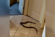 Woman Freezes When She Sees One Of The World’s Deadliest Snakes Blocking Her Bathroom Door