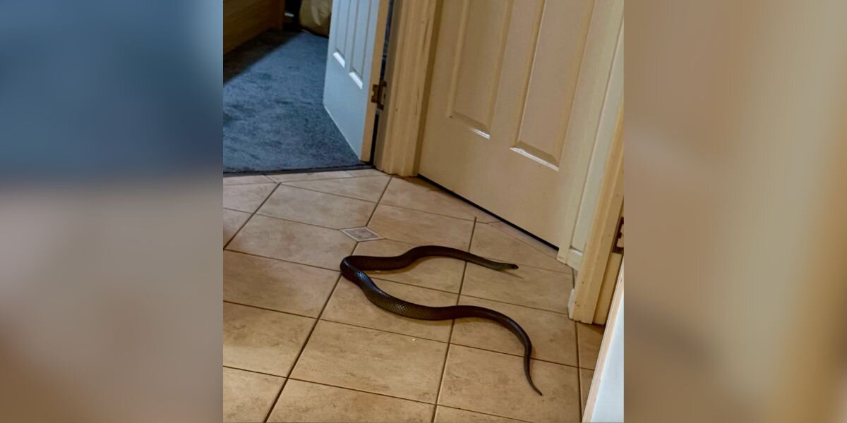 Woman Freezes When She Sees One Of The World’s Deadliest Snakes Blocking Her Bathroom Door