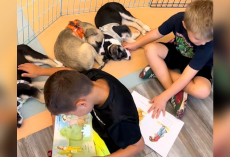 Teacher’s “Crazy Idea” Turns First Grade Classroom Into A Safe Haven For Over 110 Foster Puppies