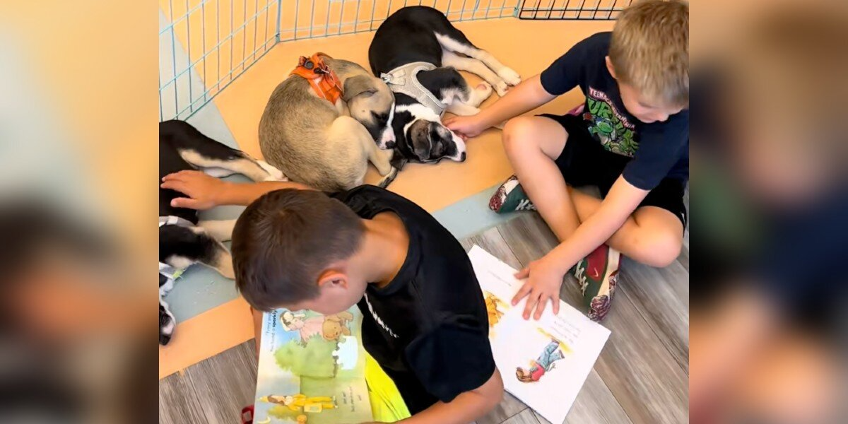 Teacher’s “Crazy Idea” Turns First Grade Classroom Into A Safe Haven For Over 110 Foster Puppies